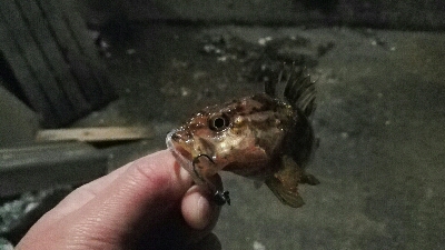 2019年3月9日釣行in船越漁港&姪浜漁港