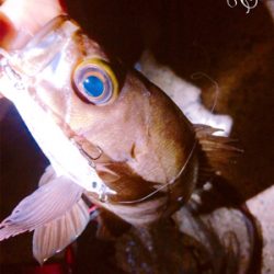 バースデーフィッシュ!(再