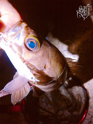 バースデーフィッシュ!(再