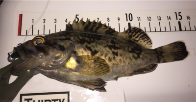 プラッキングむずい！