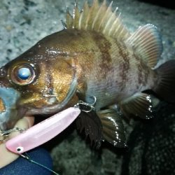 ナイトメバリング