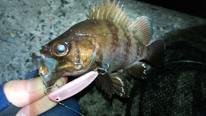 ナイトメバリング