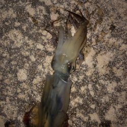 ヤリイカ釣れない…