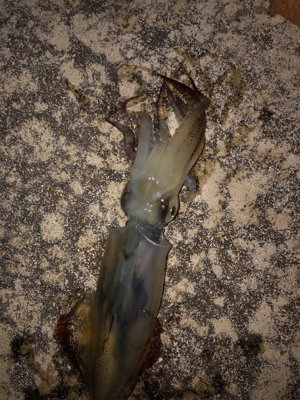 ヤリイカ釣れない…