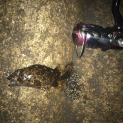 ミニガシラに遊んでもらいました(^^)