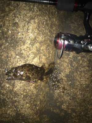 ミニガシラに遊んでもらいました(^^)