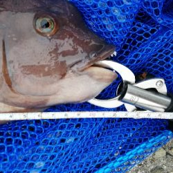 朝活コブチャレ