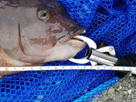 朝活コブチャレ