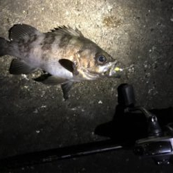 ガッシー君高活性