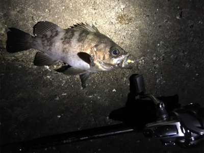 ガッシー君高活性