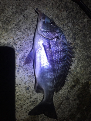 ナイトメバリング