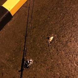 メバリングin御所浦