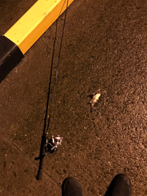 メバリングin御所浦