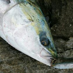 トップブリ&メーターブリでた！