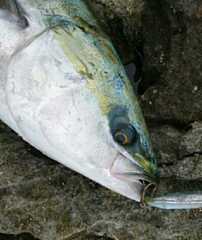 トップブリ&メーターブリでた！