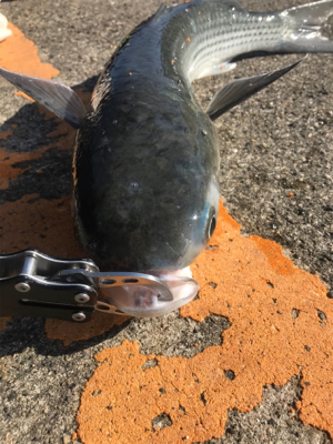 ボラの大名行列