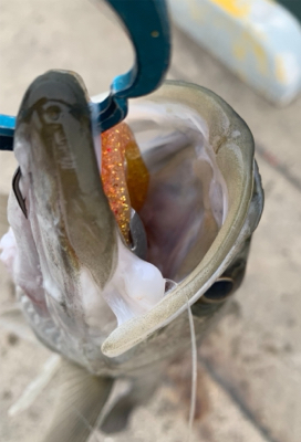 早春のマルチ湾奥シーバス♫