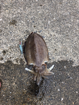 コウイカ絶好調！