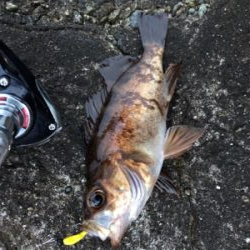 メバルからガシラとムラソイ