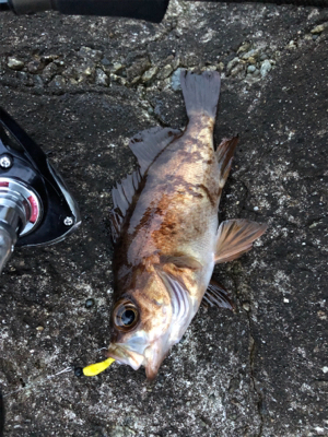 メバルからガシラとムラソイ