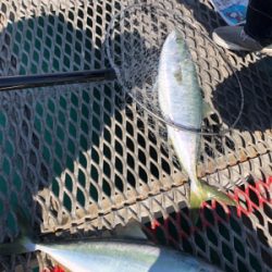 ようやくメジロ