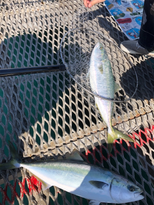 ようやくメジロ