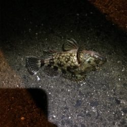 メバリングin御所浦三日目