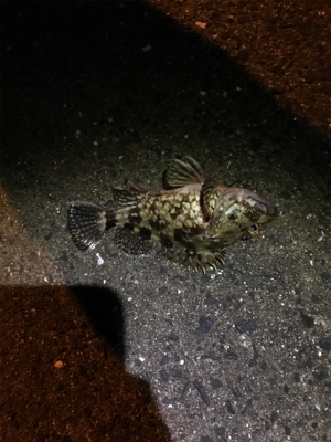 メバリングin御所浦三日目