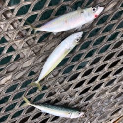 サバ3連はハマチ級の引き^_^笑