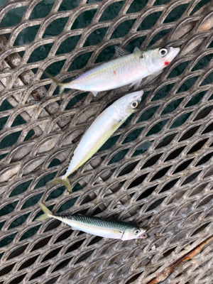 サバ3連はハマチ級の引き^_^笑