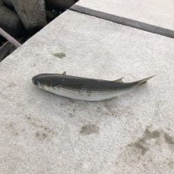 やはり厳しいのか…