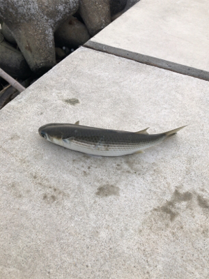 やはり厳しいのか…