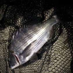 メバルのはずが…