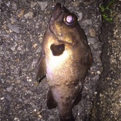 ちょいとメバリング