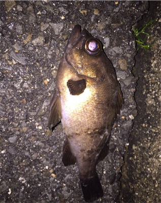 ちょいとメバリング