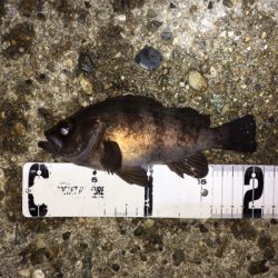 春爆までもう少し