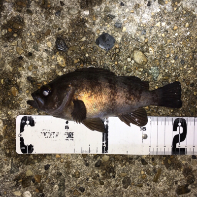 春爆までもう少し