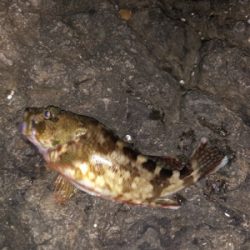 ガシラガシラガシラ〜♫