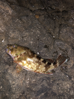 ガシラガシラガシラ〜♫