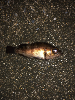 雨の中のメバリング