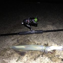 ヤリイカ終盤戦！