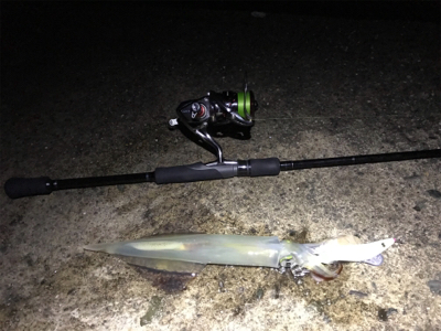 ヤリイカ終盤戦！