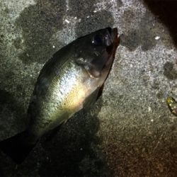 メバリングin御所浦4