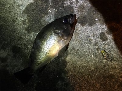 メバリングin御所浦4