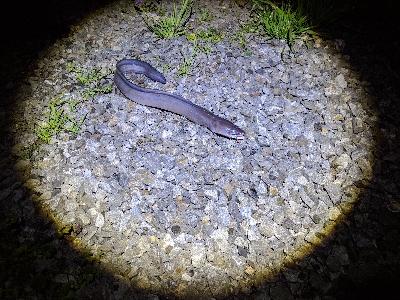 風の強い日の車内待機夜釣り