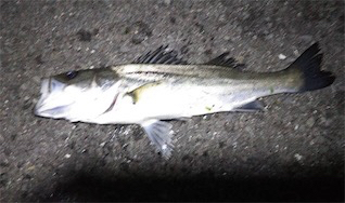 メバリングの仕掛けでセイゴ