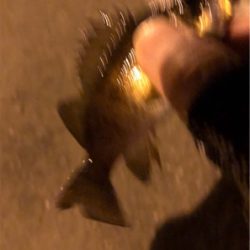 数釣りメバリング