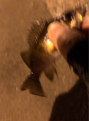 数釣りメバリング