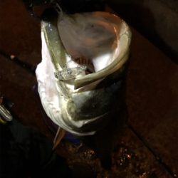 御所浦メバリング最終日