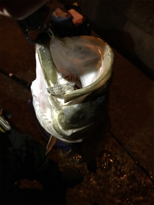 御所浦メバリング最終日